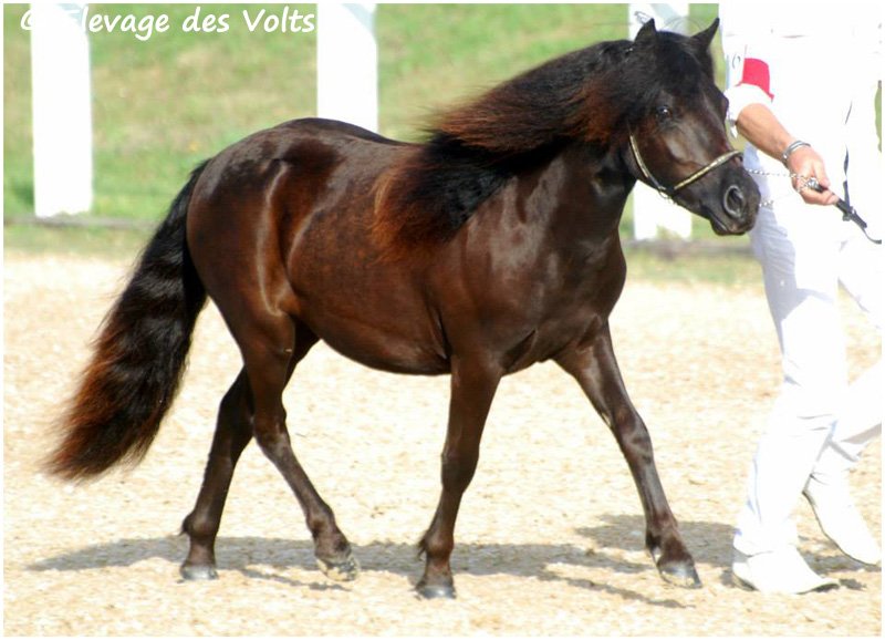 DINKIE des VOLTS