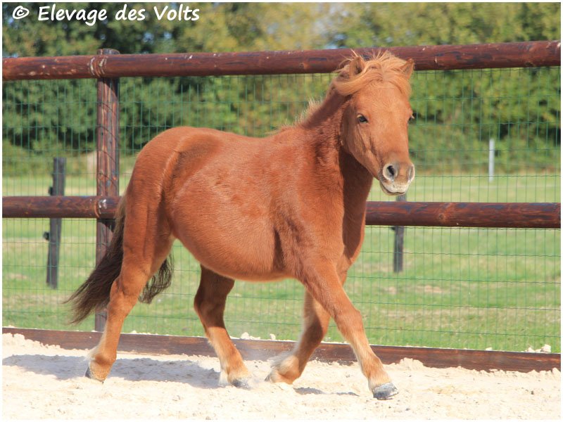 DELIGHT des POMMIERS