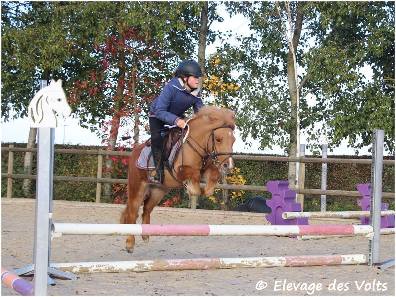 FAIRY des POMMIERS