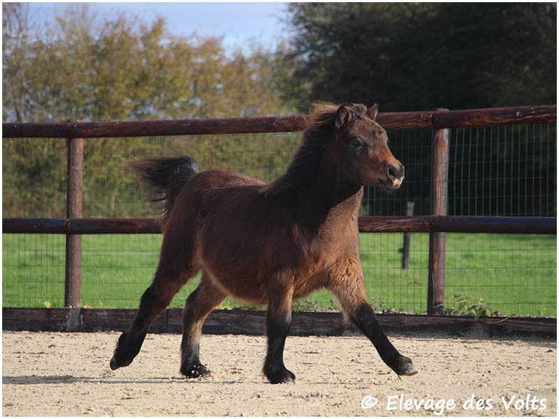 JUSTIFY des VOLTS