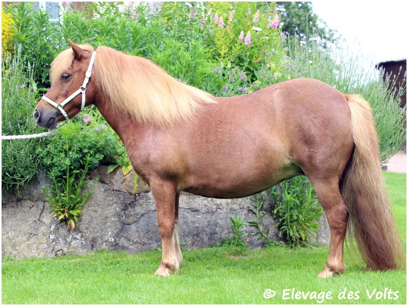 VEDETTE de BERCE