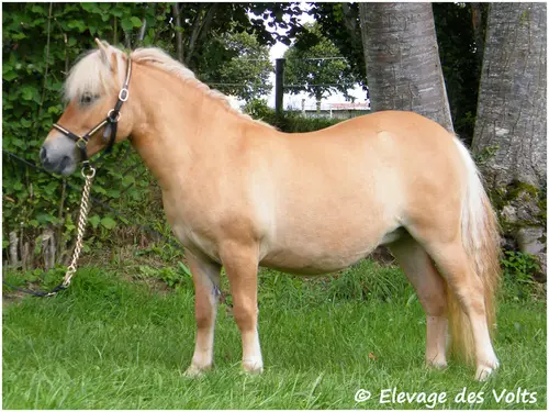 Poneys de l'élevage