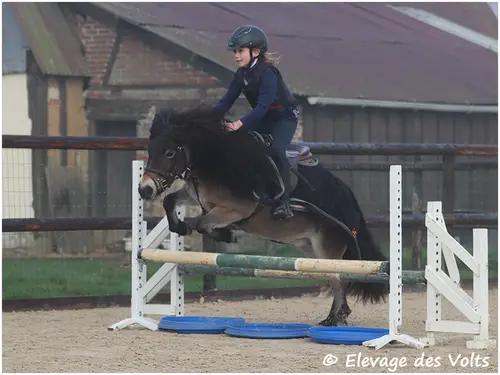 FILLY SWEET des VOLTS